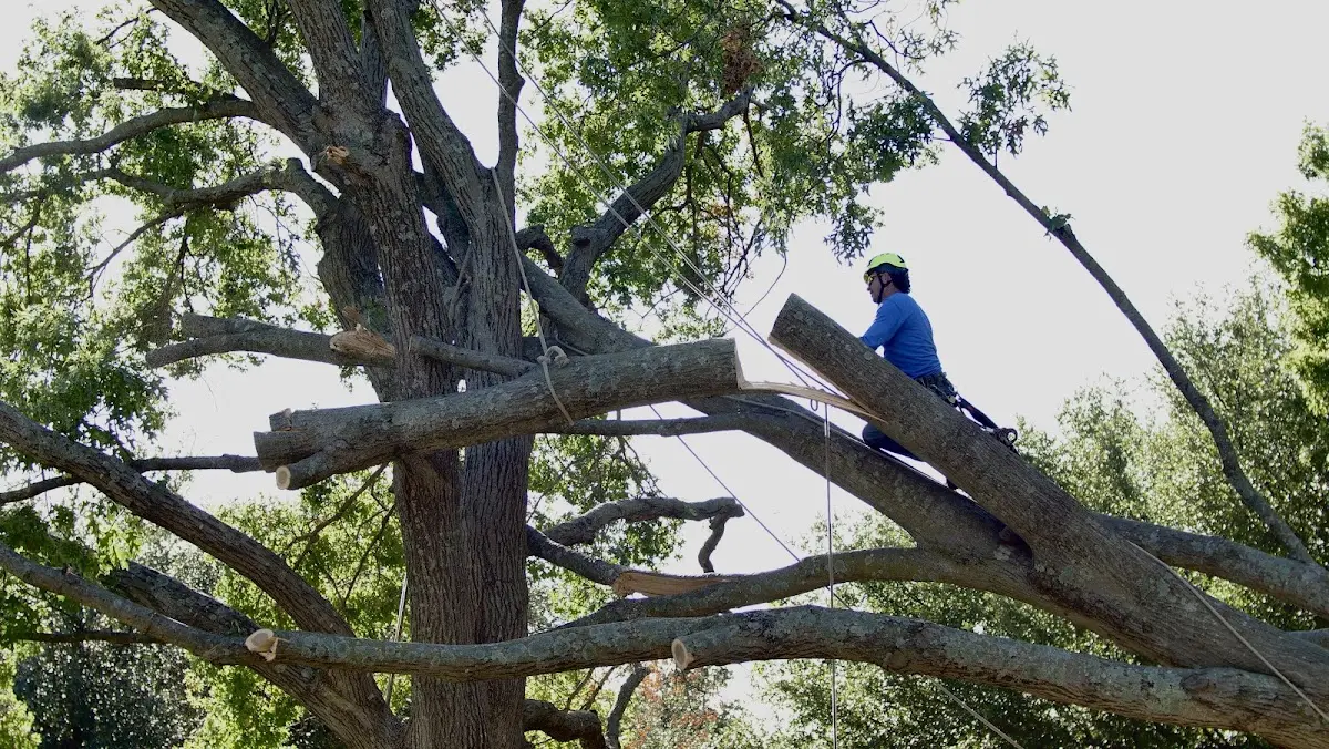 Professional Crown Thinning performed by certified arborists in Hartsfield