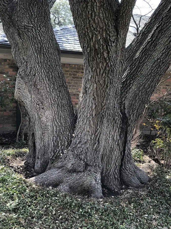 Mature heritage tree close to a Hartsfield property cared for by certified arborists
